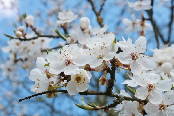 Bloesem Lente Kers Bloemen Lucht Achtergrond Macro — Stockfoto