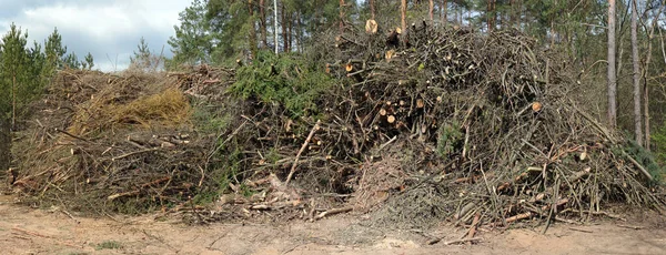 Large Pile Fresh Cuts Wooden Pine Branches Trunks Forest Sunny — Stock Photo, Image