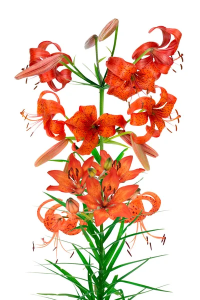 Oranje Tuin Lelie Bloemen Een Tak Bloemen Geïsoleerde Collage — Stockfoto