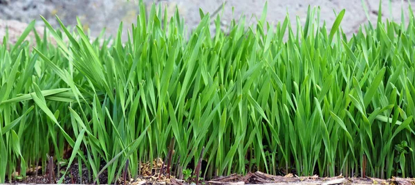 村の家のパノラマショットの近くの地面に小麦の穀物から栽培された完璧な緑の草 — ストック写真