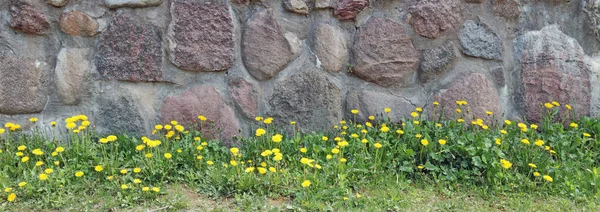 Rot Verlassene Alte Granitmauer Auf Einem Hügel Mit Blühenden Löwenzahn — Stockfoto