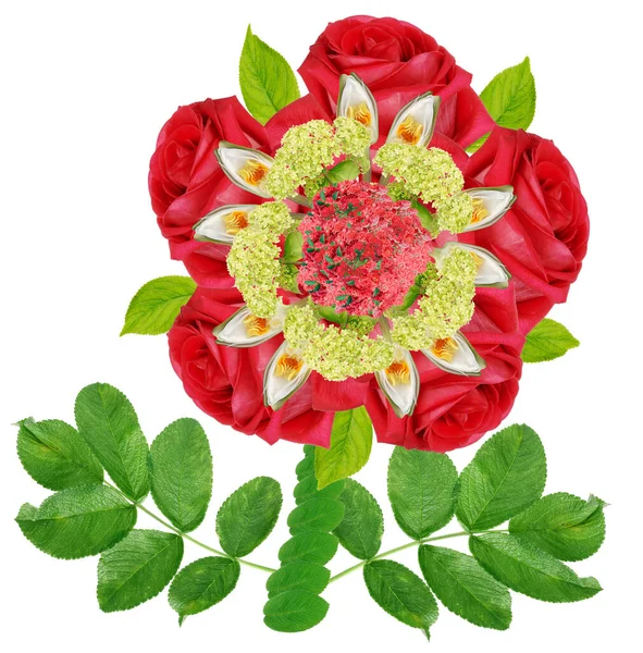 Heraldic Rose Has Five Ten Petals Which Connects Pythagorean Pentad — Stock Photo, Image
