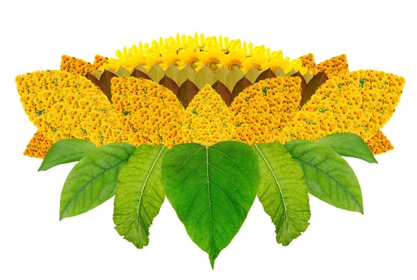 Die Sonnenblume Ist Eine Kulturpflanze Die Allen Religionen Eine Zentrale — Stockfoto