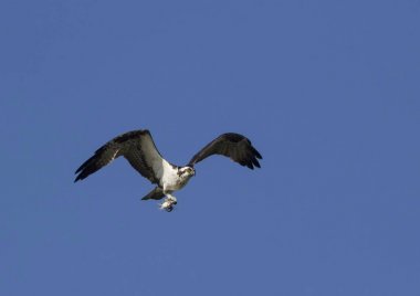 Osprey yakalanan balık ile uçan
