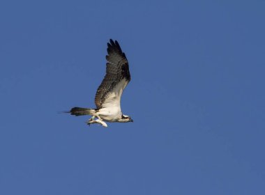 Osprey yakalanan balık ile uçan