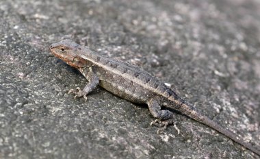 Sarı benekli dikenli kertenkele