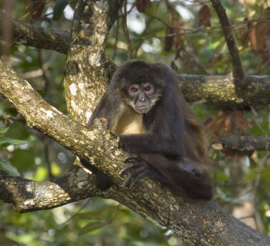 Geoffroy örümcek maymun ağacı