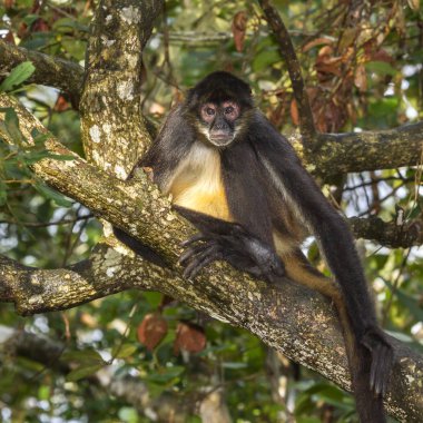 Geoffroy örümcek maymun ağacı