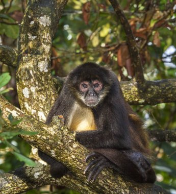 Geoffroy örümcek maymun ağacı