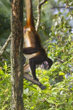 Geoffroy örümcek maymun ağacı
