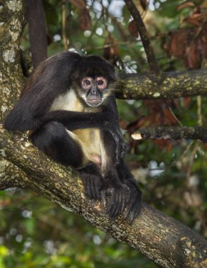Geoffroy örümcek maymun ağacı