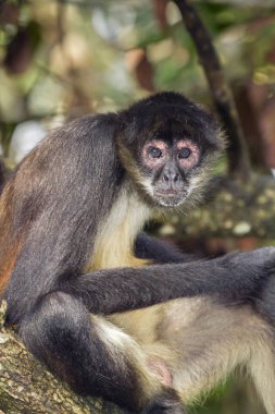 Geoffroy örümcek maymun ağacı