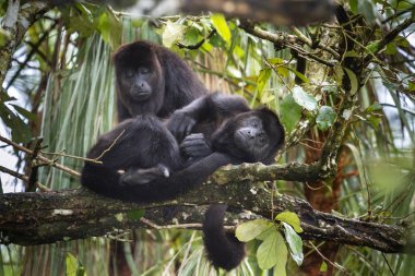 Siyah Uluyan maymunlar