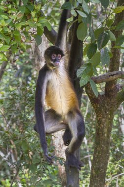 Geoffroy örümcek maymun ağacı