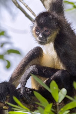 Geoffroy örümcek maymun ağacı