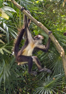 Geoffroy örümcek maymun ağacı