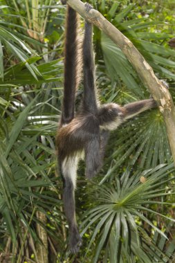 Geoffroy örümcek maymun ağacı