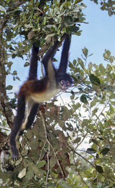 Geoffroy örümcek maymun ağacı