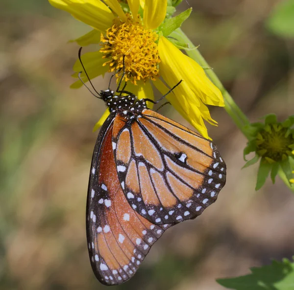 Mariposa Monarca Cerca — Foto de Stock