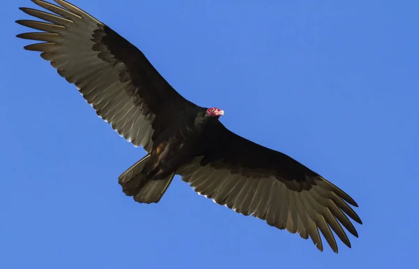 Turkey Vulture Cathartes Aura Flight — Stock Photo, Image