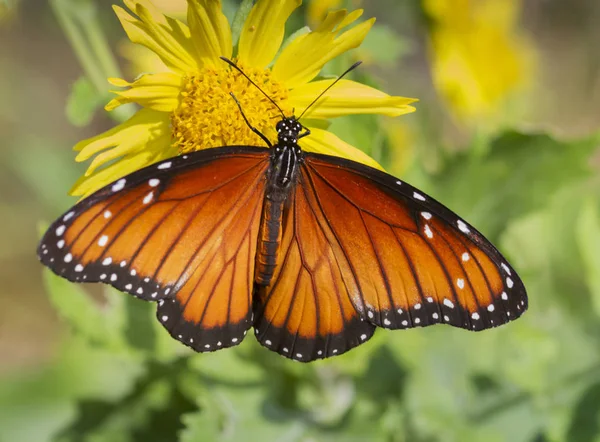 Monarch Butterfly Yellow Flower — Stock Photo, Image
