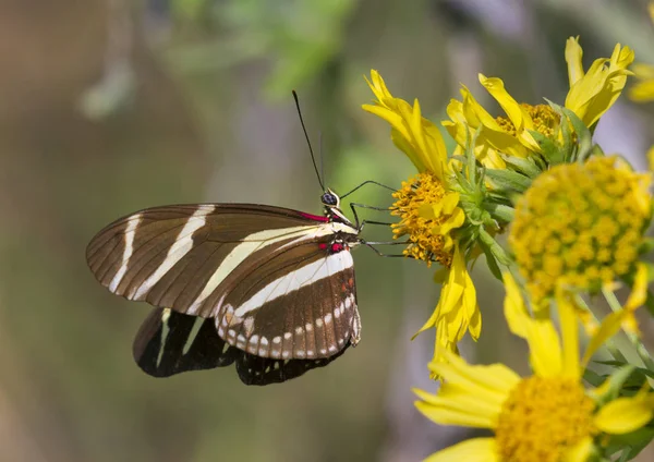 Zebra Longwing Butterfly on the flower — Stock Photo, Image