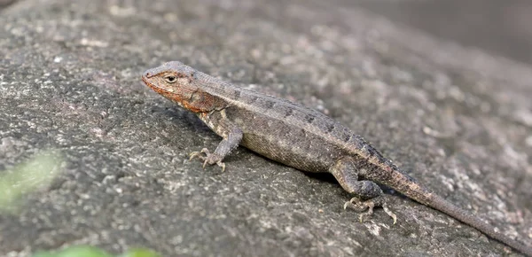 Le lézard épineux à taches jaunes — Photo