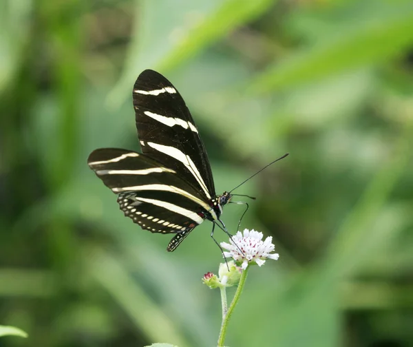 Zebra Longwing Butterfly on the flower — Stock Photo, Image