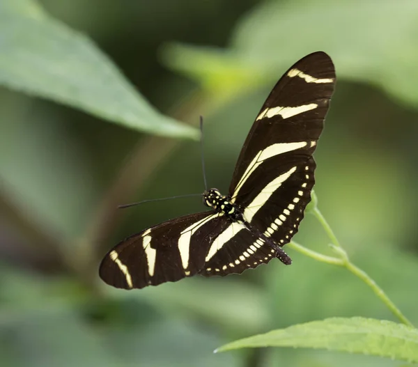 Zebra Longwing pillangó a virág — Stock Fotó