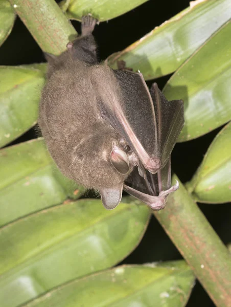 Tent-making bat  under palm leaf — Stock Photo, Image