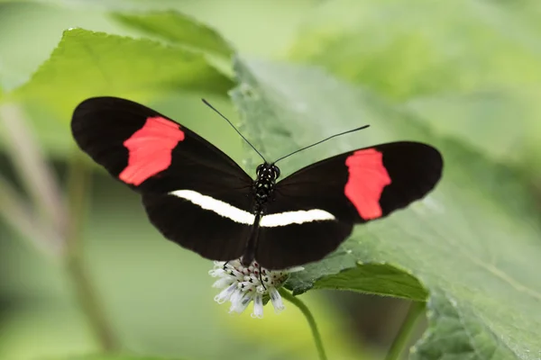 Postman butterfly has red spots and white bands on wings — Stock Photo, Image