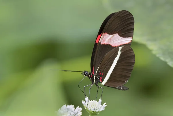 Postman butterfly has red spots and white bands on wings — Stock Photo, Image