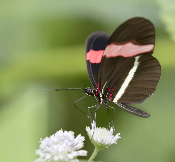 Postman butterfly has red spots and white bands on wings — Stock Photo, Image