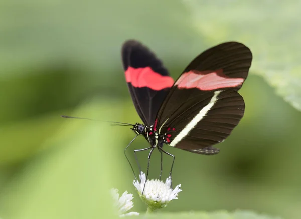 Postman butterfly has red spots and white bands on wings — Stock Photo, Image