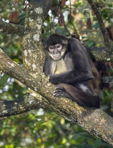 Geoffroy örümcek maymun ağacı