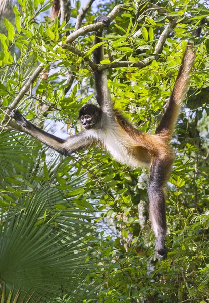 El mono araña de Geoffroy en el árbol — Foto de Stock