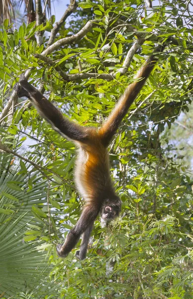 El mono araña de Geoffroy en el árbol — Foto de Stock