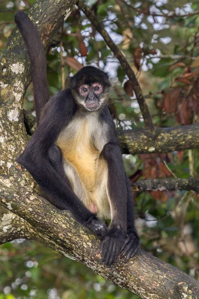 Паукообразная обезьяна Джеффроя у дерева — стоковое фото