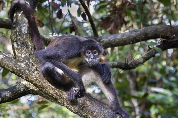 Geoffroy örümcek maymun ağacı