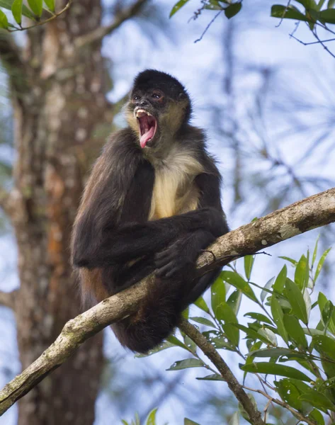 Geoffroy örümcek maymun ağacı