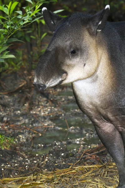 Le tapir de Baird — Photo