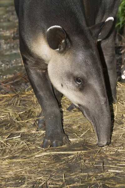 Baird-tapir — Stockfoto