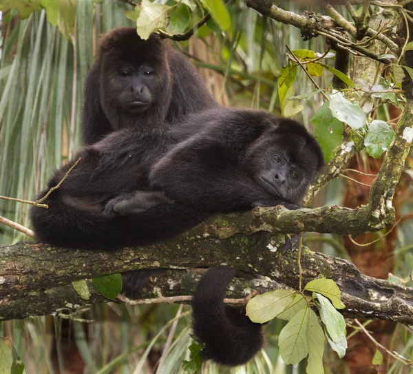 Monos aulladores negros — Foto de Stock