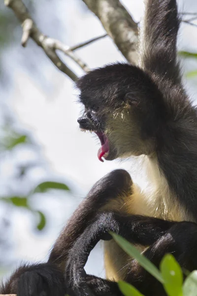 El mono araña de Geoffroy de cerca — Foto de Stock