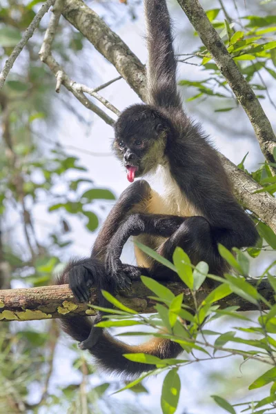 El mono araña de Geoffroy en el árbol — Foto de Stock