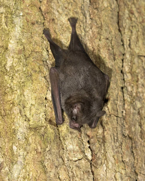 Seba's Short-tailed Bat Stockbild