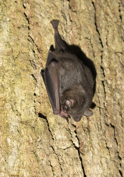 Seba's Short-tailed Bat Royaltyfria Stockbilder