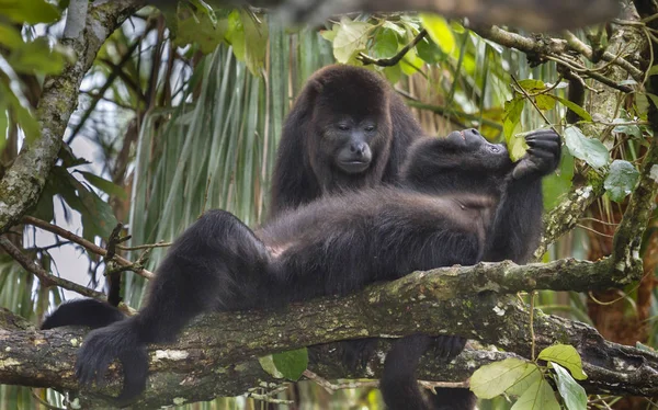 Чёрные воющие обезьяны Стоковое Фото