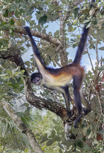 Паукообразная обезьяна Джеффроя у дерева Лицензионные Стоковые Фото