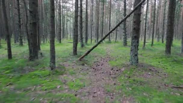 POV chůzi na chodník v borového lesa v létě, zelené trávy a mechu